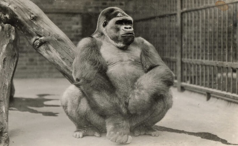Alfred the gorilla at Bristol Zoo